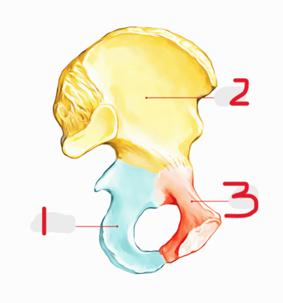 <p>Name all numbered structures</p>