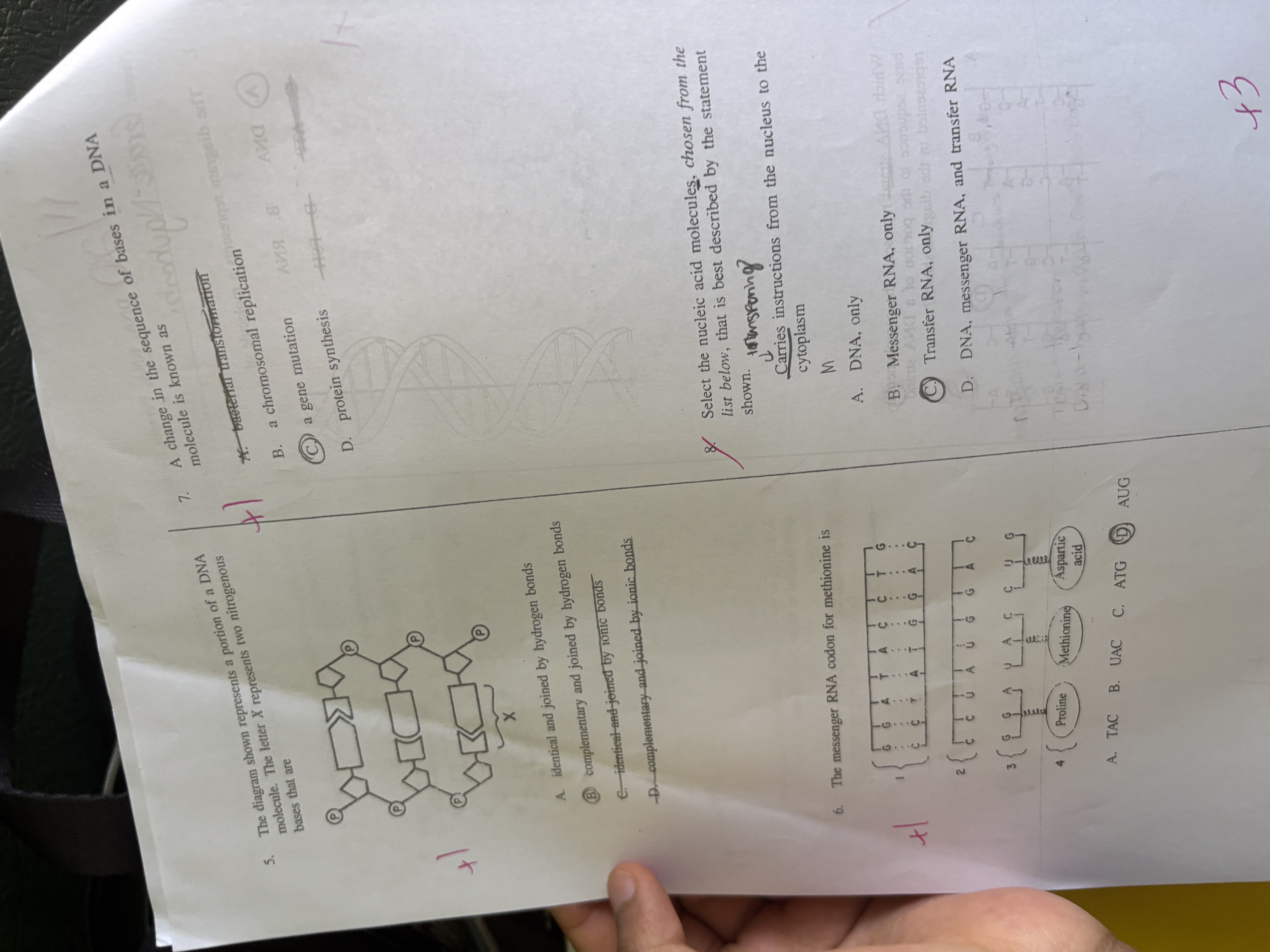 <ol start="5"><li><p>The letter X represents two nitrogen bases that are:</p></li></ol>