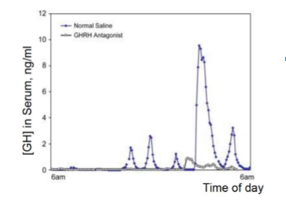 <p>- Pulsatile release with most release at night</p><p>- Circadian rhythm</p><p>- Influenced by age, sex, body composition</p><p>- Measured via immunoassay </p>