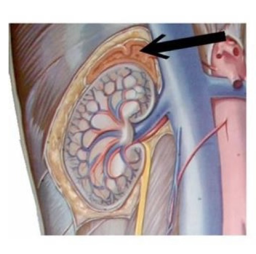 <p>gland &amp; hormone</p>