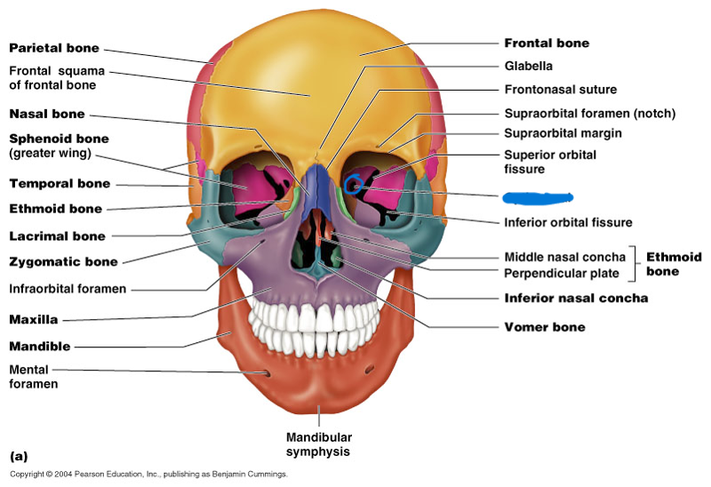 <p>What part of skull?</p>