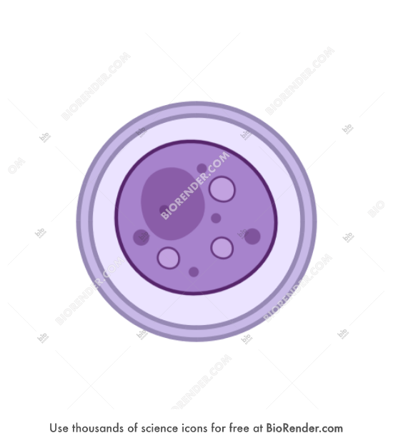 <p>1: <span>Unsporulated oocysts are shed in the cat’s feces</span></p>