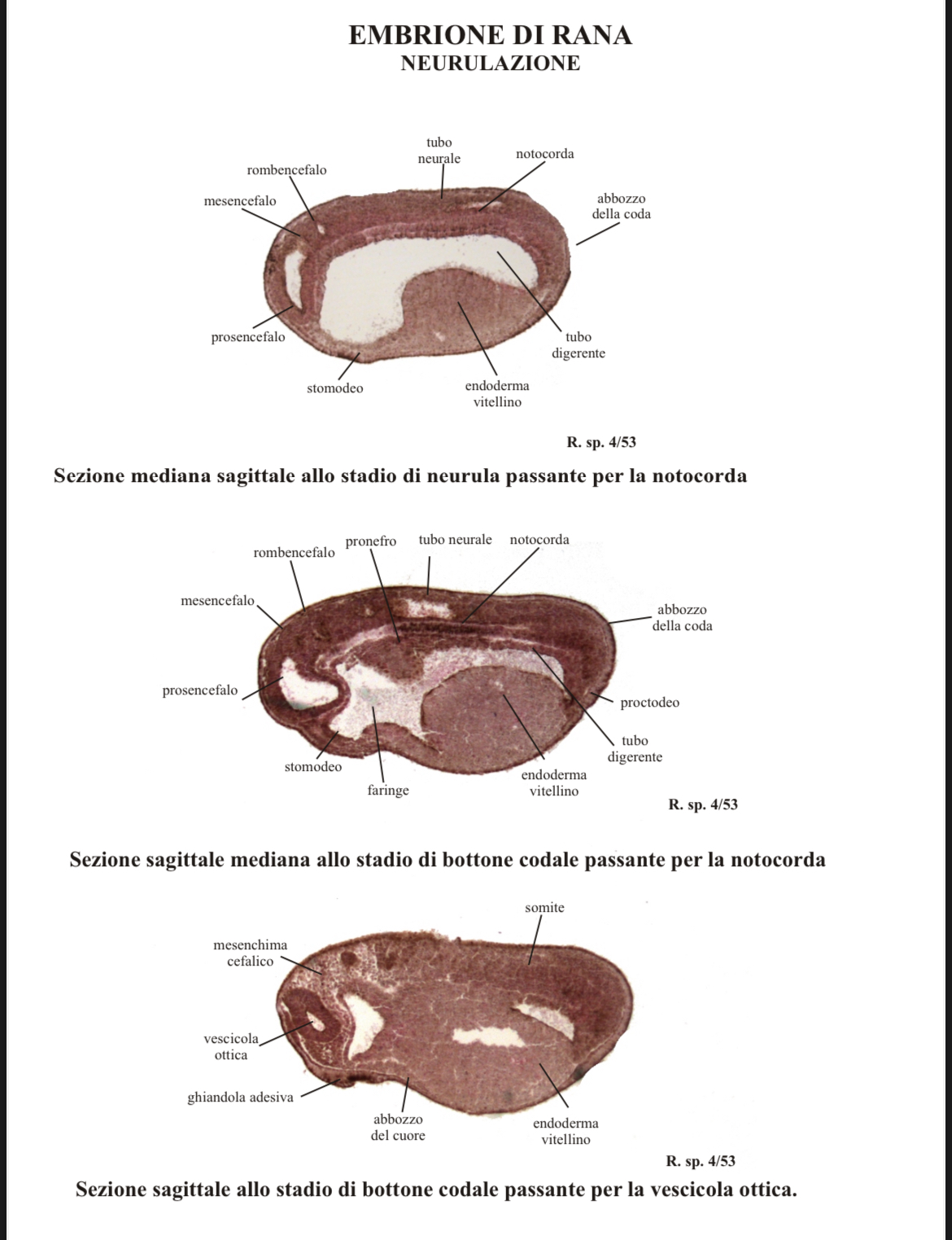<p>Neurulazione rana sez sagittale 1</p>