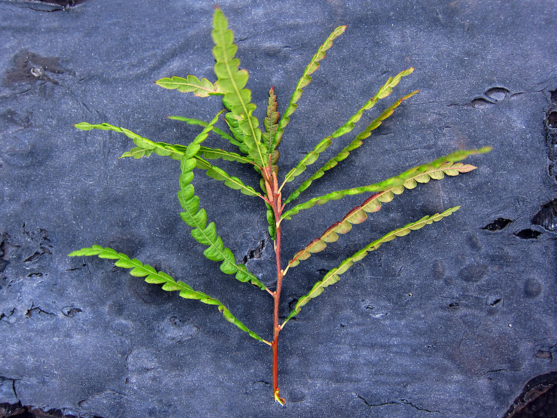 <p>Sweetfern</p>