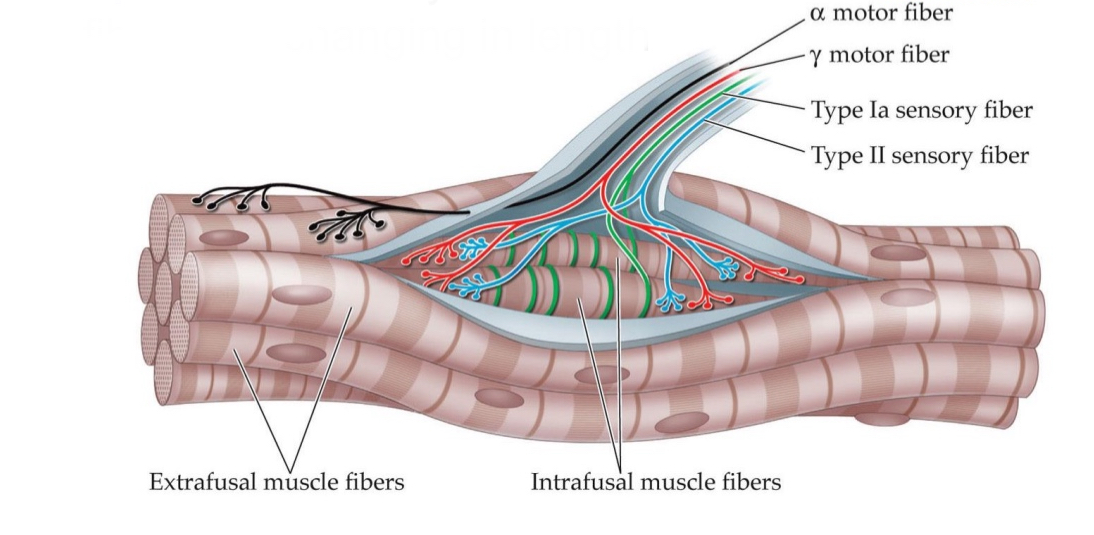 <p><span>Convey the rate at which the muscle fibers are changing in length</span></p>