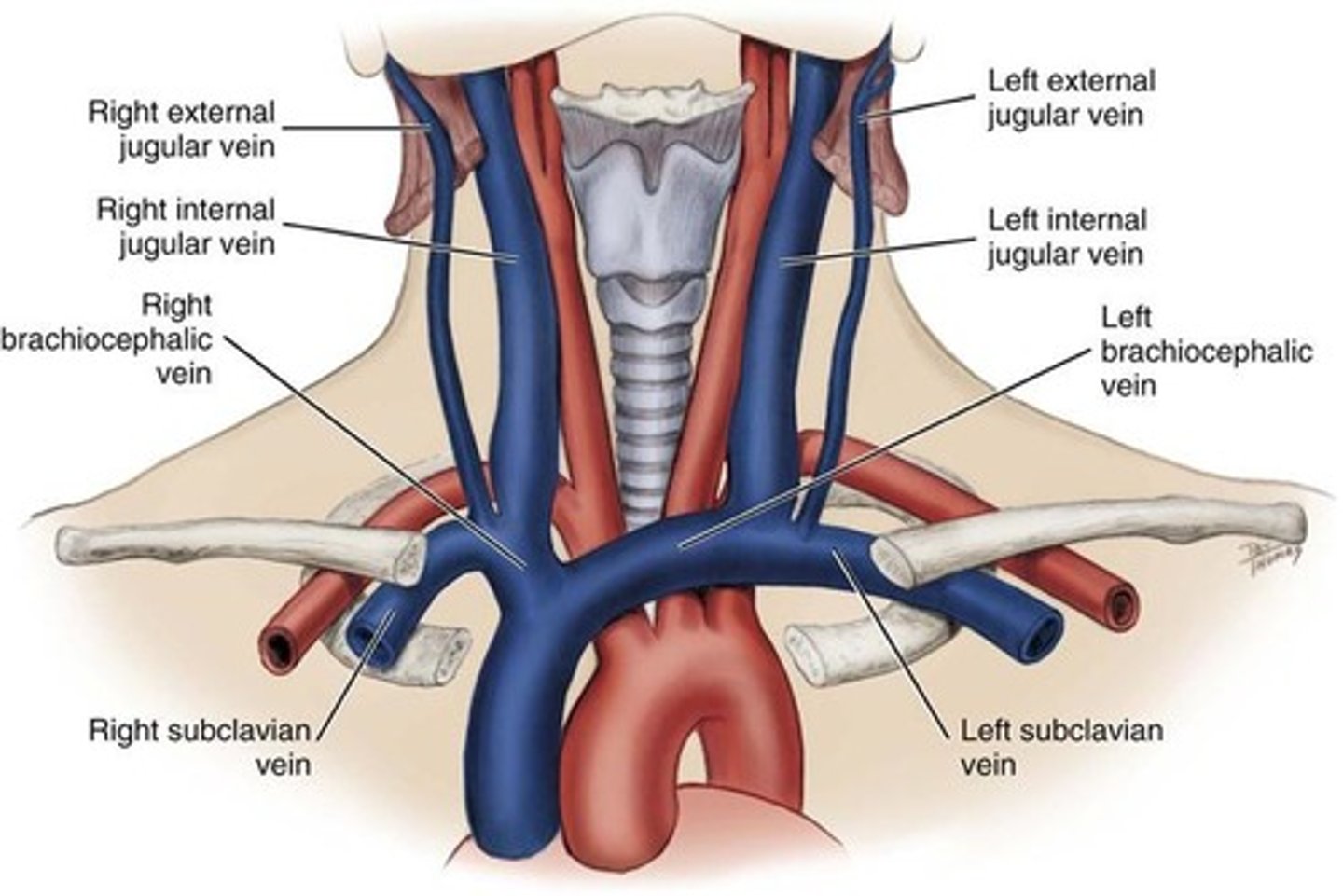 <p>Vein located at the side of the neck to collect blood from the brain and parts of the face and neck.</p>