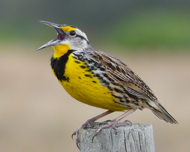 <p>Eastern Meadowlark</p>