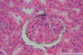 <p>thin, flat cells; inner lining of arteries, veins, and body cavities; single layer</p>