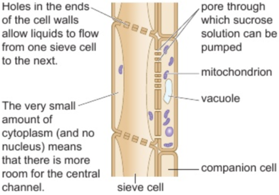 <p><strong>living cells</strong> in phloem use <strong>energy</strong> to transport <strong>sucrose</strong> around plant</p><p><strong>holes in ends of cell walls</strong> - <strong>liquids flow</strong> from <strong>one sieve to next</strong></p><p><strong>pore</strong> - <strong>sucrose solution pumped through</strong></p><p><strong>very small amount of cytoplasm</strong> (&amp; <strong>no nucleus</strong>) - <strong>more room</strong> for <strong>central channel</strong></p>