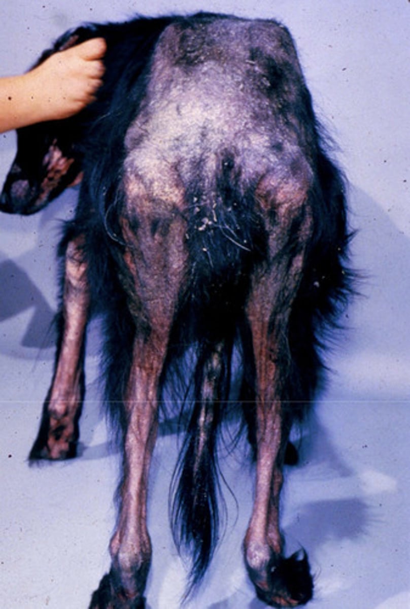 <p>Demodex canis</p><p>3 multiple choice options</p>