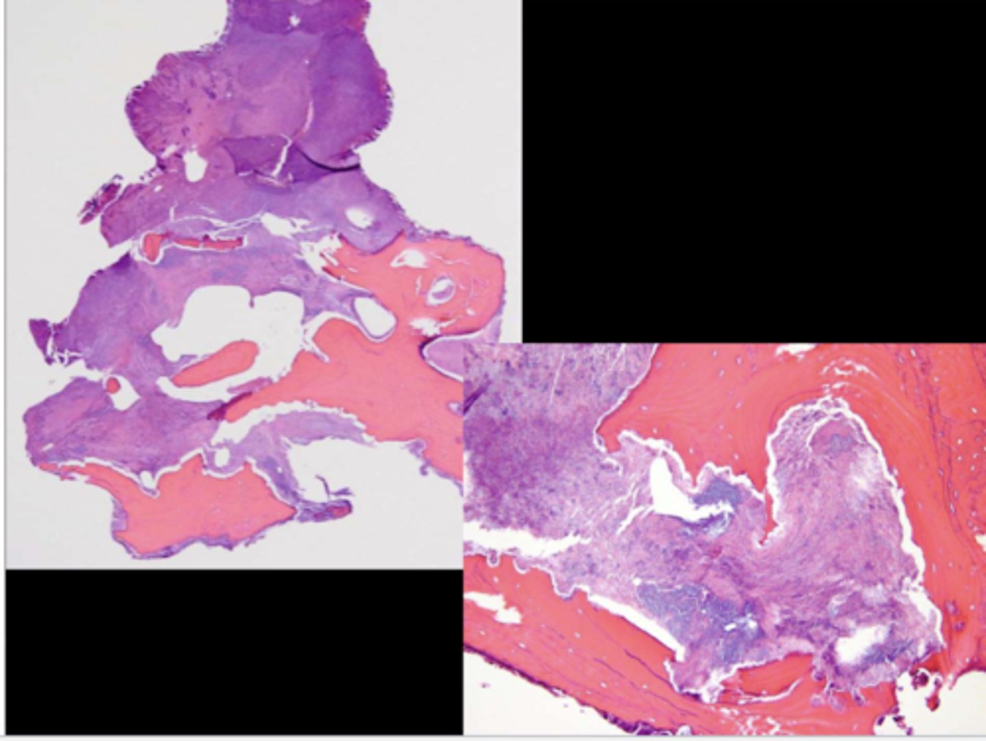 <p>This is a histological image of what?</p>