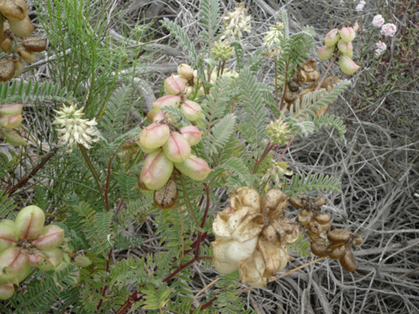 <p>Astragalus curtipes (coastal scrub)</p><p>Leaves: Pinnate, hairy.</p><p>Flowers: Small, pale purple.</p><p>Ecology: Adapted to serpentine soils.</p>
