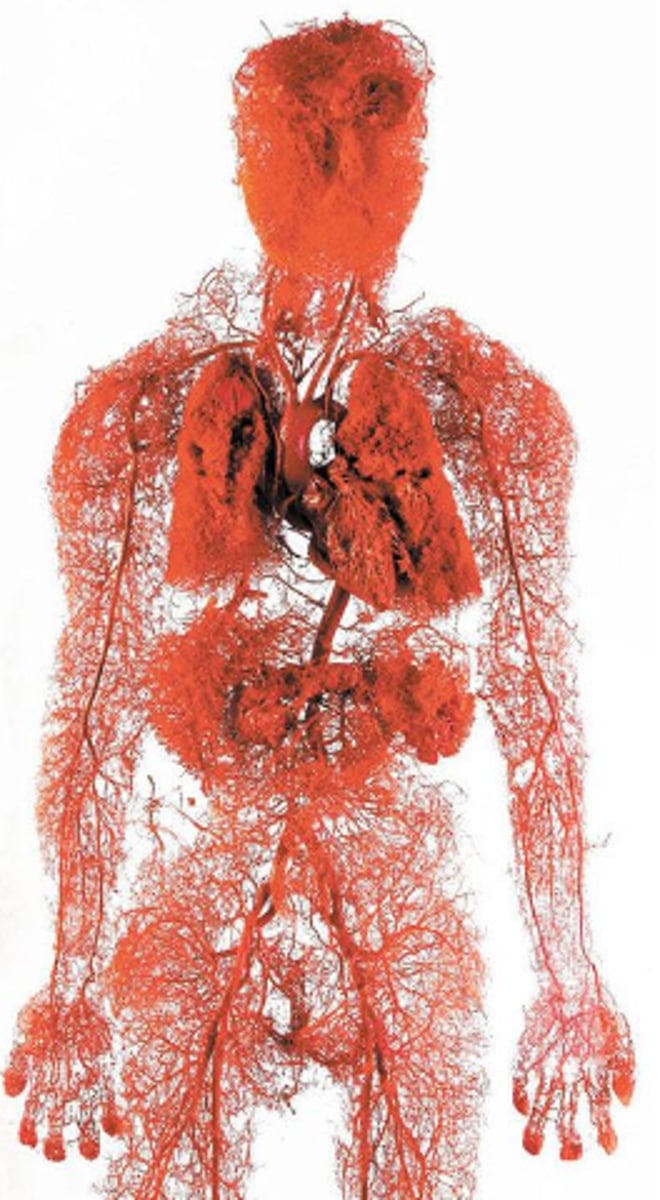 <p>a system made up of blood vessels that carry blood away from and towards the heart.</p>