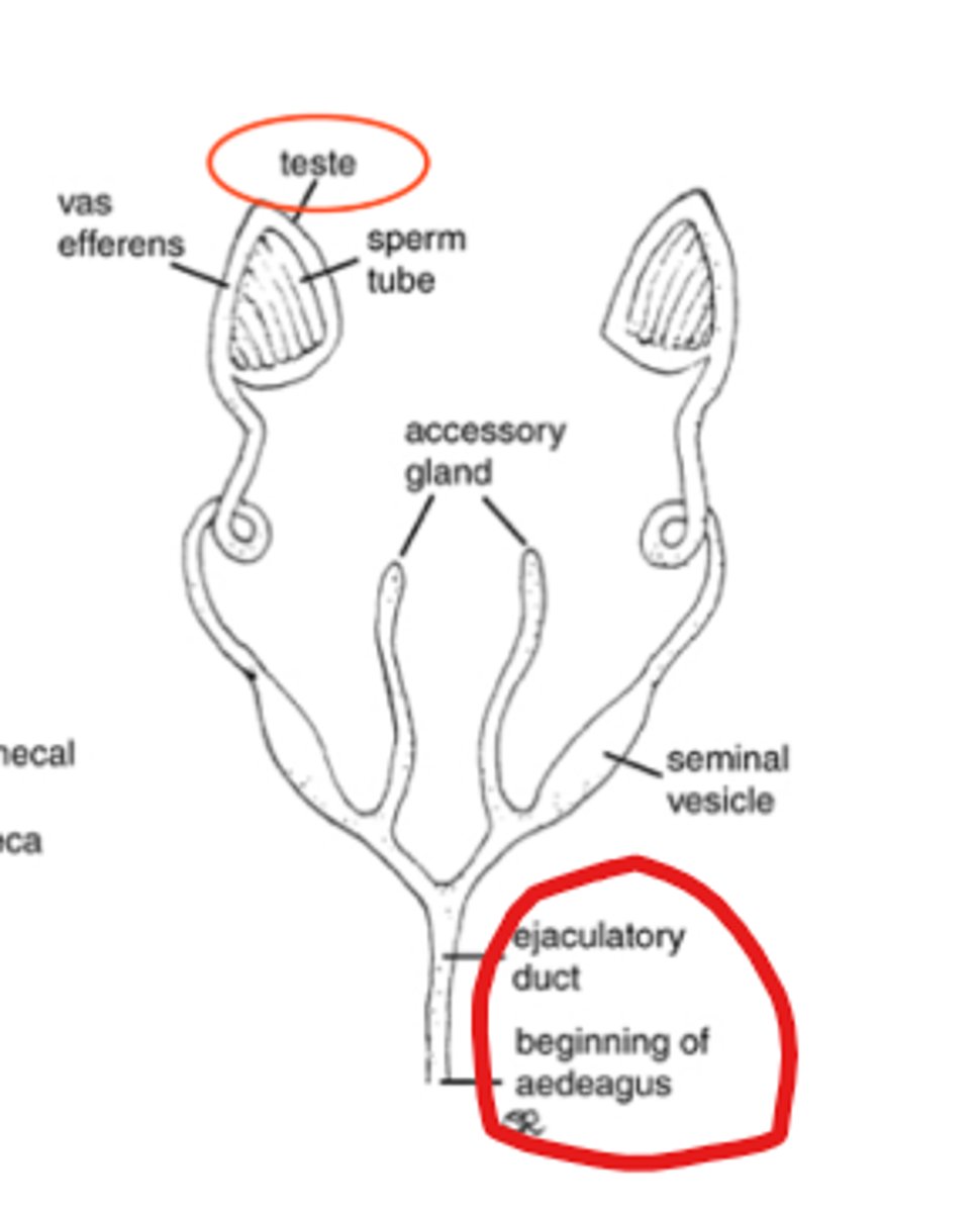 <p>male</p>