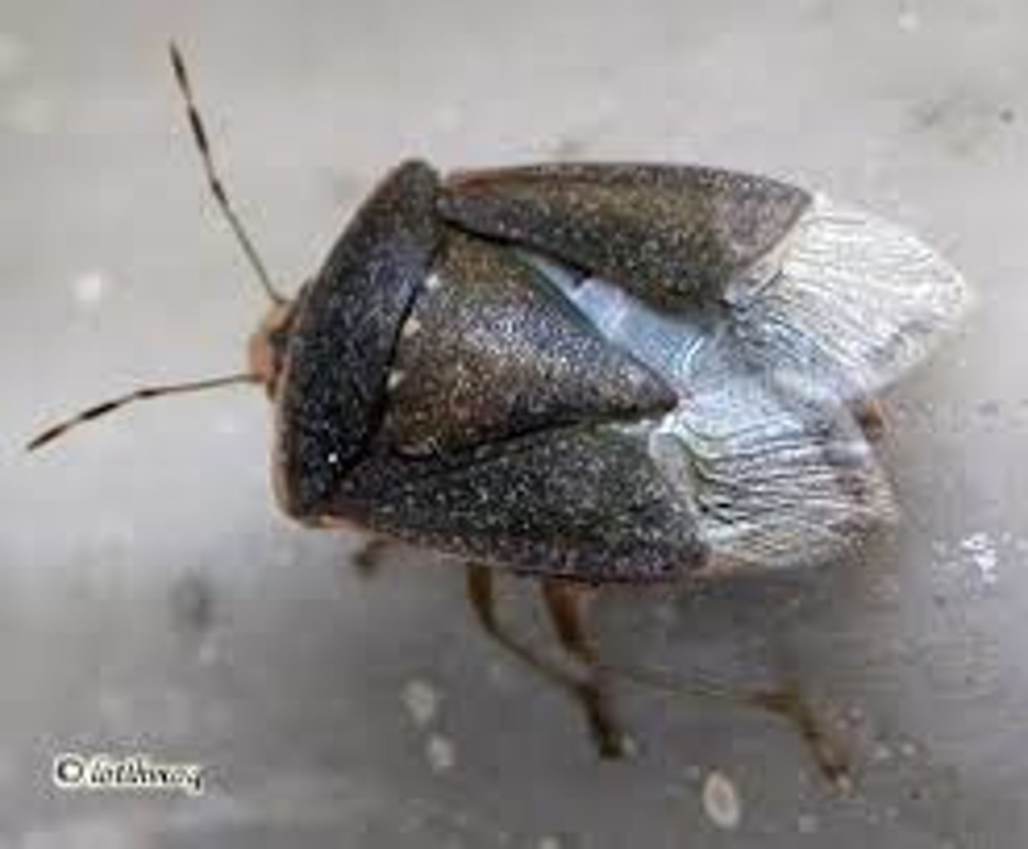 <p>front wings that are leathery or parchment-like at the base and membranous near the tip</p>