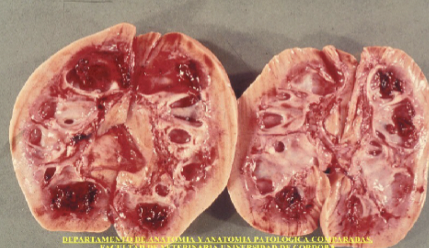 <p>Urinary infections in pigs </p>