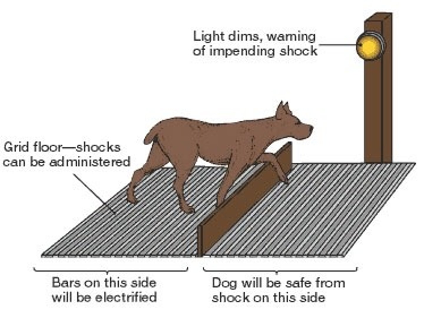 <p>The device used by Seligman to test for learned helplessness. Dogs were classically conditioned to associate a tone with a shock. The tone became a CS for the CR of fear in the dogs. The shocks were inescapable by the dogs in the initial setup. Dogs were then moved to the shuttlebox shown in the image. A low barrier divided the area with shocks and an area without shocks. Dogs that had learned to be helpless didn't attempt to step over the barrier and escape the shock.</p>