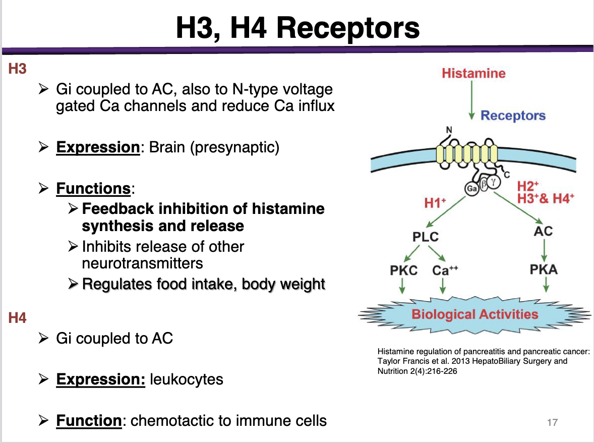 <p>Gi coupled to AC</p><p>Also to N-type voltage gated Ca channels and reduce Ca influx</p><p></p><p><strong>Expression</strong>: Brain (presynaptic)</p><p><strong>Functions</strong>: Feedback inhibition of histamine synthesis and release; inhibits release of other neurotransmitters'; regulates food intake, body weight </p>