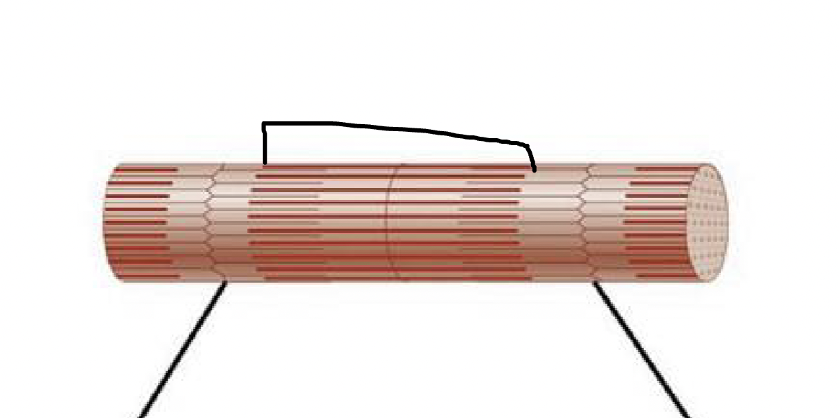 <p>what muscle feature is this?!</p>