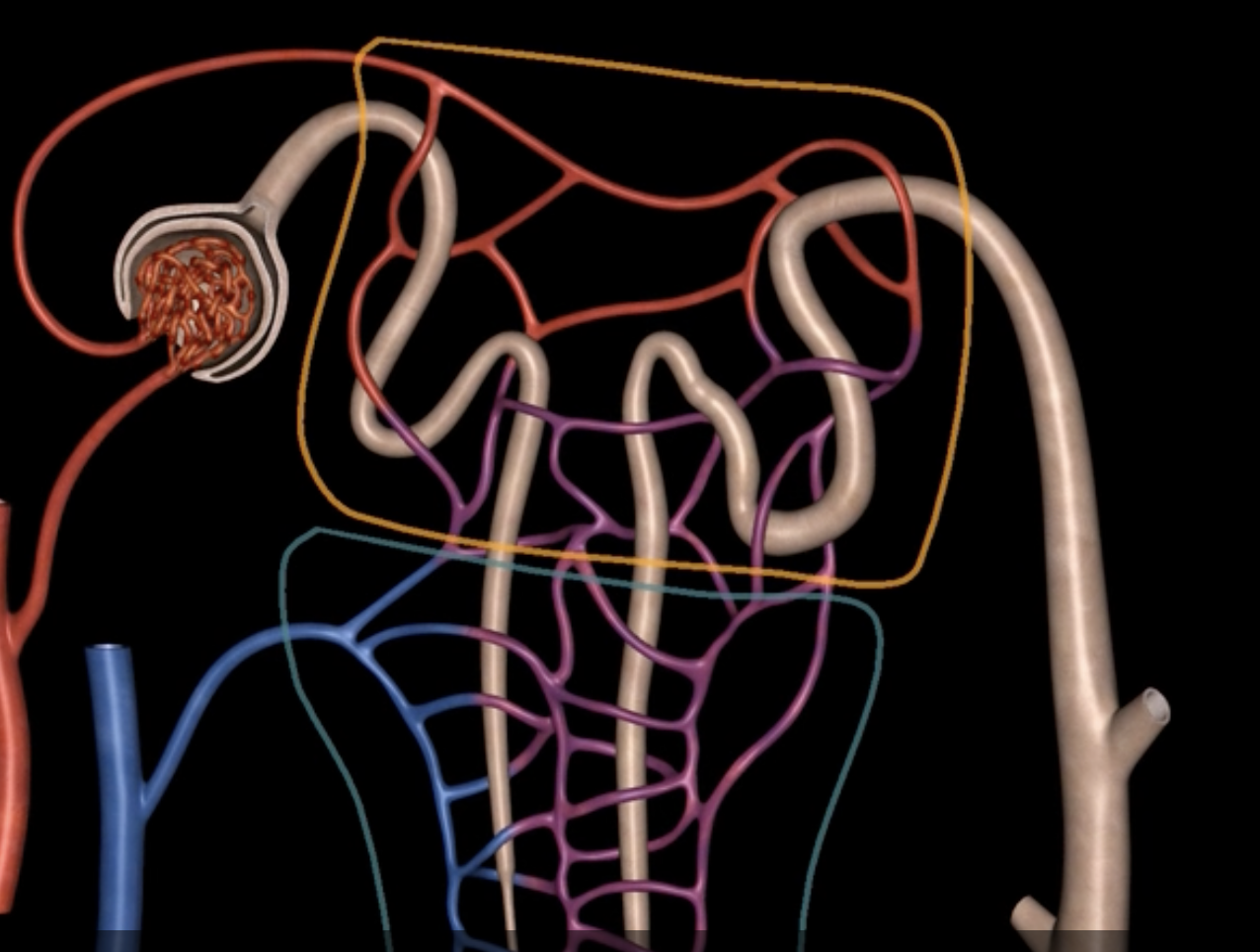 <p>efferent arteriole give rise to orange and green</p>