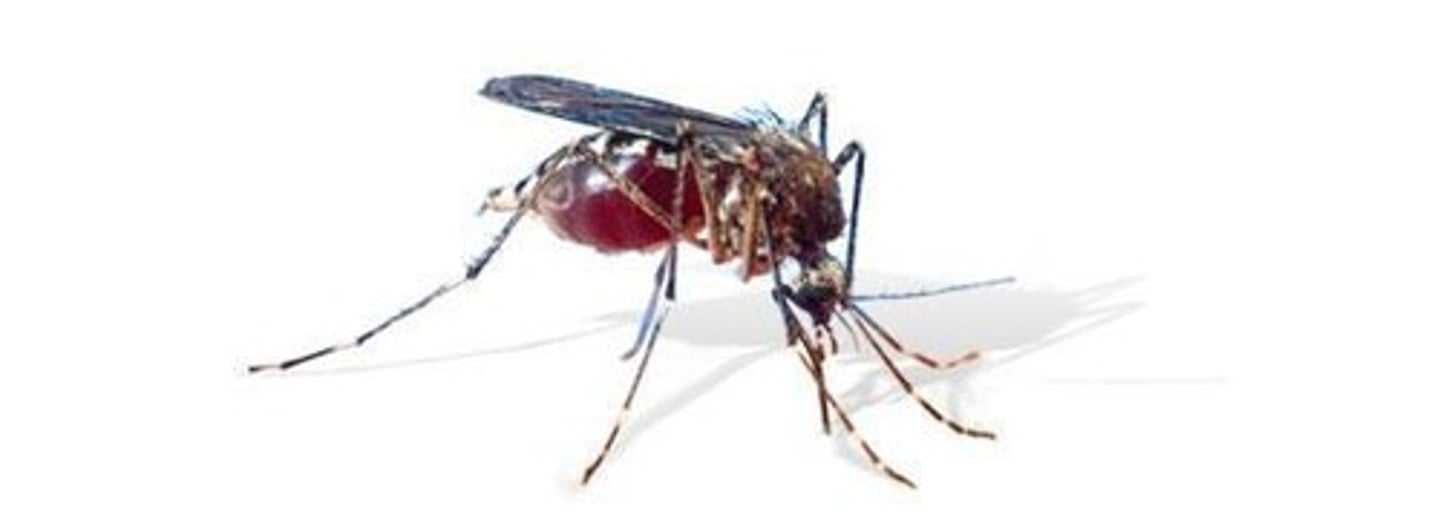 <p>Living carrier transporting infectious agents.</p>