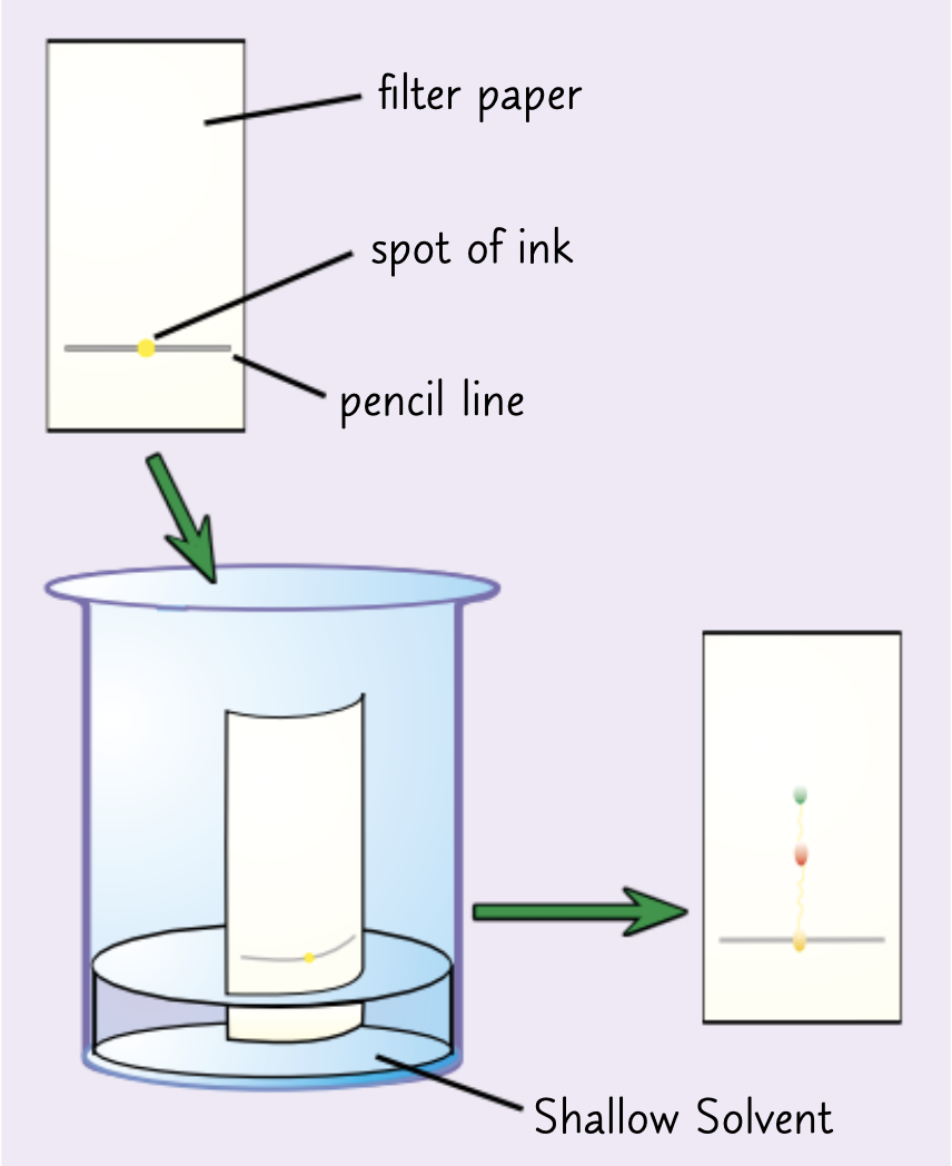 <ol><li><p>Draw a line near the bottom of the filter paper sheet ( with pencil because its insoluble)</p></li><li><p>Add a drop of ink onto the line and place it into a beaker of solvent</p></li><li><p>The solvent depends on what is being tested-some compounds dissolve well in water however others may require stronger solvents such as ethanol</p></li><li><p>Make sure the ink isn’t touching the solvent</p></li><li><p>Place a lid on top of the container to prevent the solvent evaporating</p></li><li><p>The solvent seeps up the paper carrying the ink with it</p></li><li><p>Each dye in the ink will move up the paper at different rates so the dyes will separate</p></li><li><p>Any insoluble dyes will stay on the baseline</p></li><li><p>When the solvent has nearly reached the top of the paper take it out and let it dry.</p></li><li><p>This will result in the creation of a chromatogram</p></li></ol><p></p>