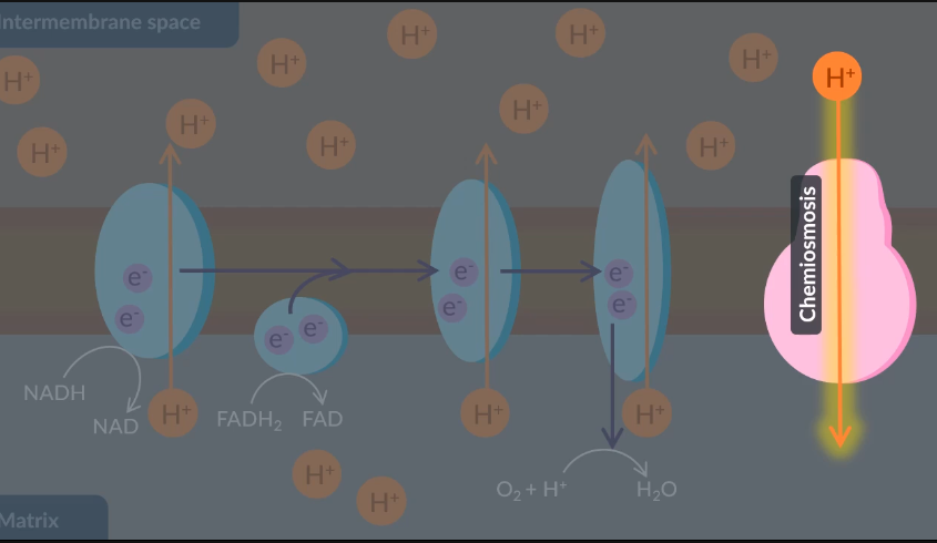 <p>ATP synthase </p>