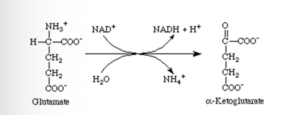 <p>Deamination</p>