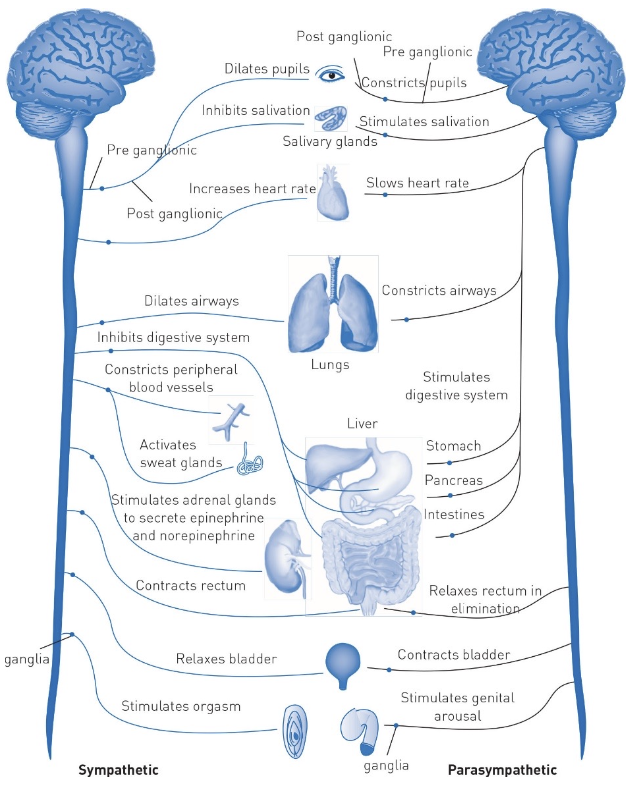 <p>SNS: mobilizes energy, fight of flight</p><ul><li><p>damage = metabolism problems, heart rate issues, dizziness, sexual dysfunction</p></li></ul><p>PNS: conserves energy</p><ul><li><p>damage = constipation, heart rate problems, sexual dysfunction</p></li><li><p>not always mutually exclusive or in opposition to one another (like sexual activity)</p></li><li><p>effects aren’t always generalized across body</p></li></ul><p></p>