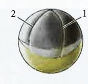 <p>Il coupe verticalement et perpendiculaire au premier sillon séparant le dos et le ventre </p>