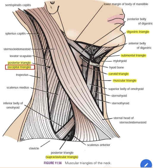 <ul><li><p>Superior to the omohyoid muscle</p></li><li><p>Contains the spinal accessory nerve (CN XI), cutaneous branches of cervical nerves (C2-C4) and cervical lymph nodes</p></li></ul>