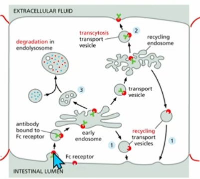<p>membrane trafficking option 2 : exocytosis all proteins, then selective endocytosis of some of those proteins to another domain (can add to polarity)</p><p>3 options:</p><ol><li><p><strong>Recycle to same domain</strong>: protein binds to receptor →early lysosome → recycled BACK to og/same domain</p></li><li><p><strong>Transcytosis</strong>: moved to other side/domain of PM; protein binds to receptor →early endosome→transport vesicle→recycling endosome →transport vesicle→other membrane</p></li><li><p><strong>Degradation</strong> : in the lysosome</p></li></ol><p>example: cholesterol uptake</p>