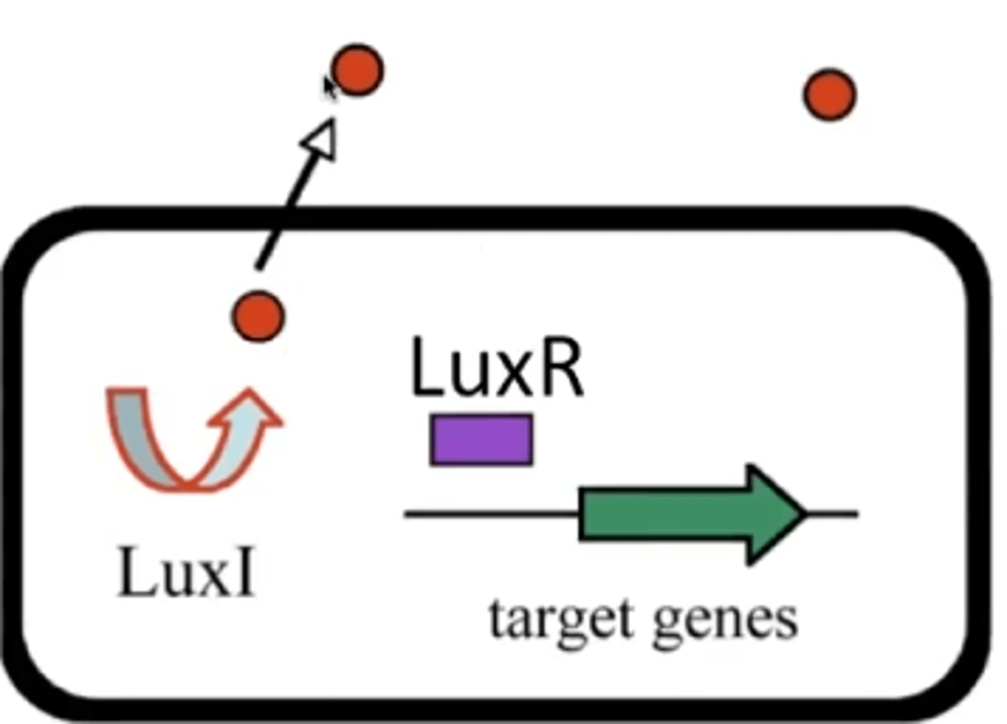 <p>produces autoinducer under low systemic autoinducer concentration</p>
