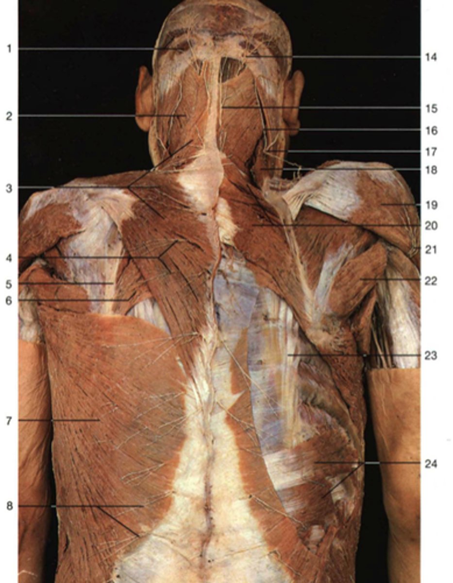 <p>first layer</p><p>Number 7</p>