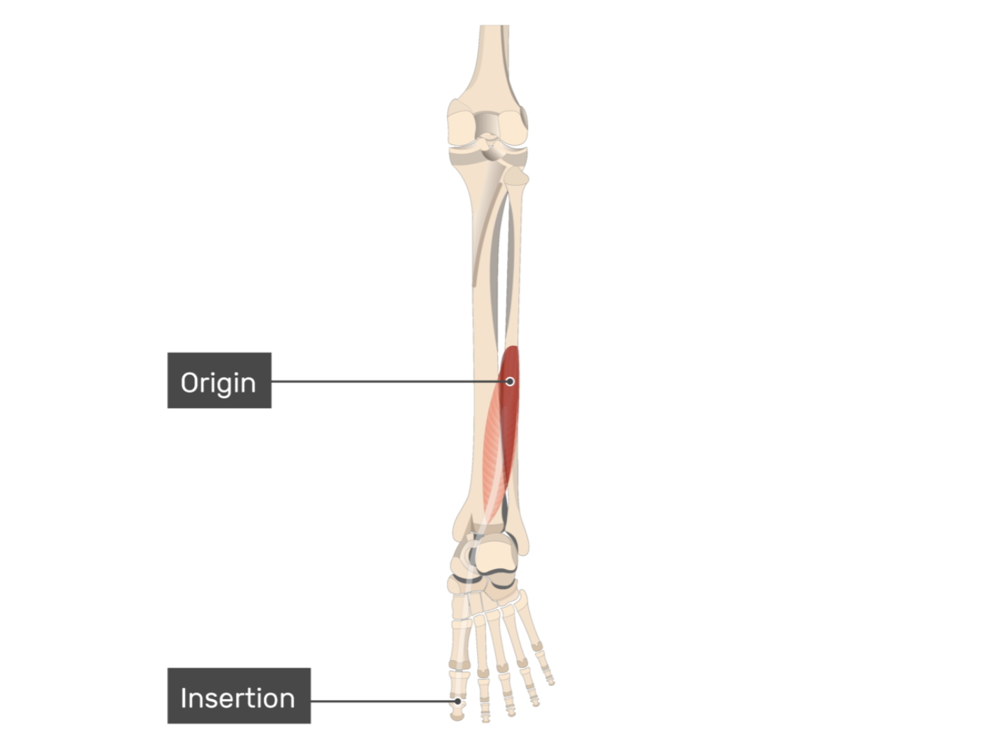 <p>flexor hallucis longus</p>