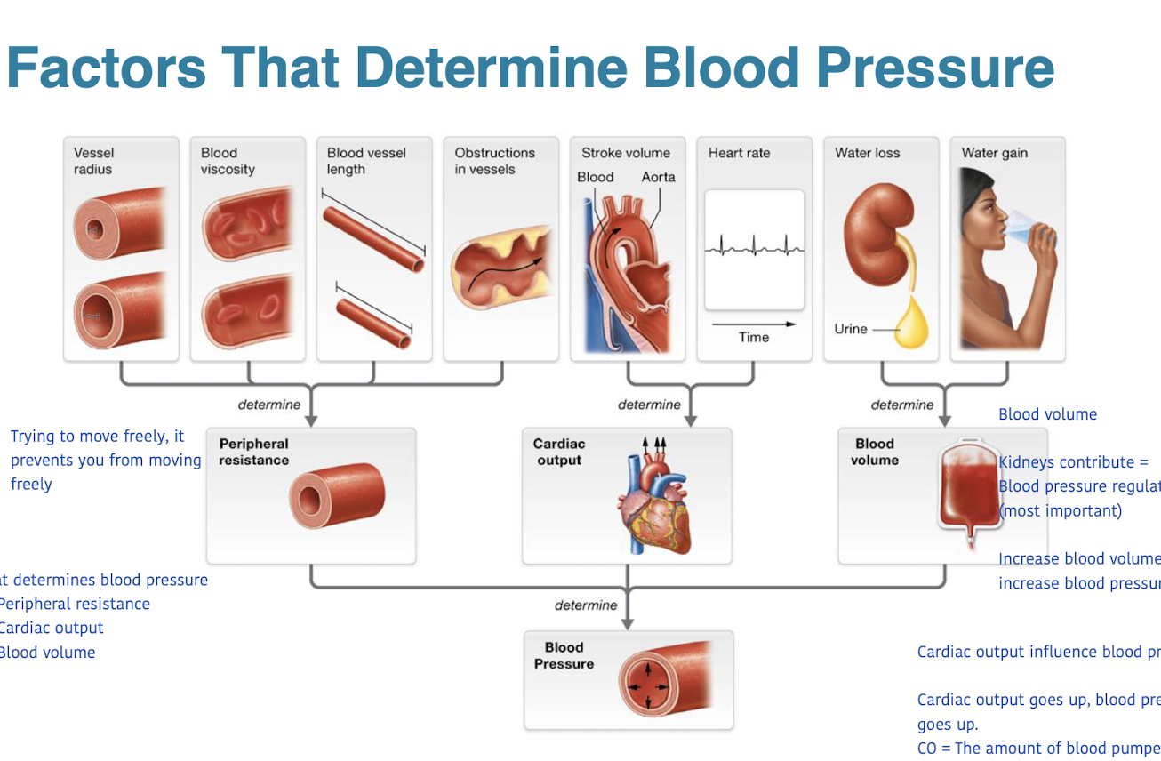 
1. Peripheral resistance
2. cardiac output
3. blood volume 