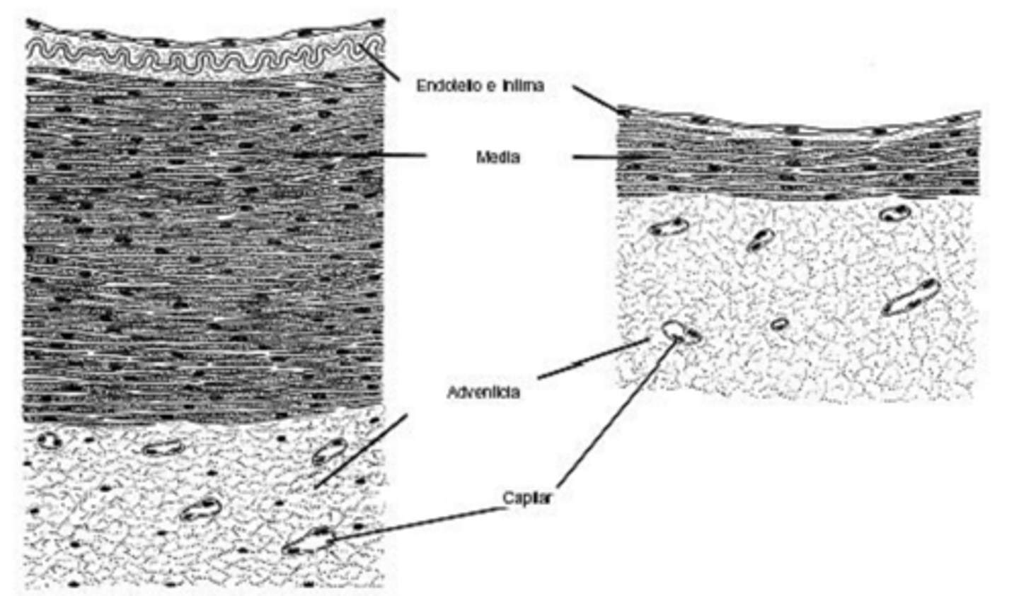 <p>which is an artery? which is a vein?</p>
