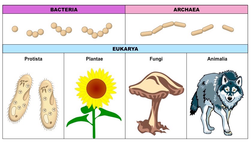 <ul><li><p>Archaea</p></li><li><p>Bacteria</p></li><li><p>Eukaryota</p></li></ul><p></p>