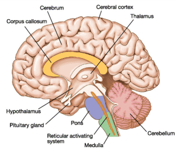 AP Psych Unit 2: Biological Basis Of Behavior Flashcards | Knowt