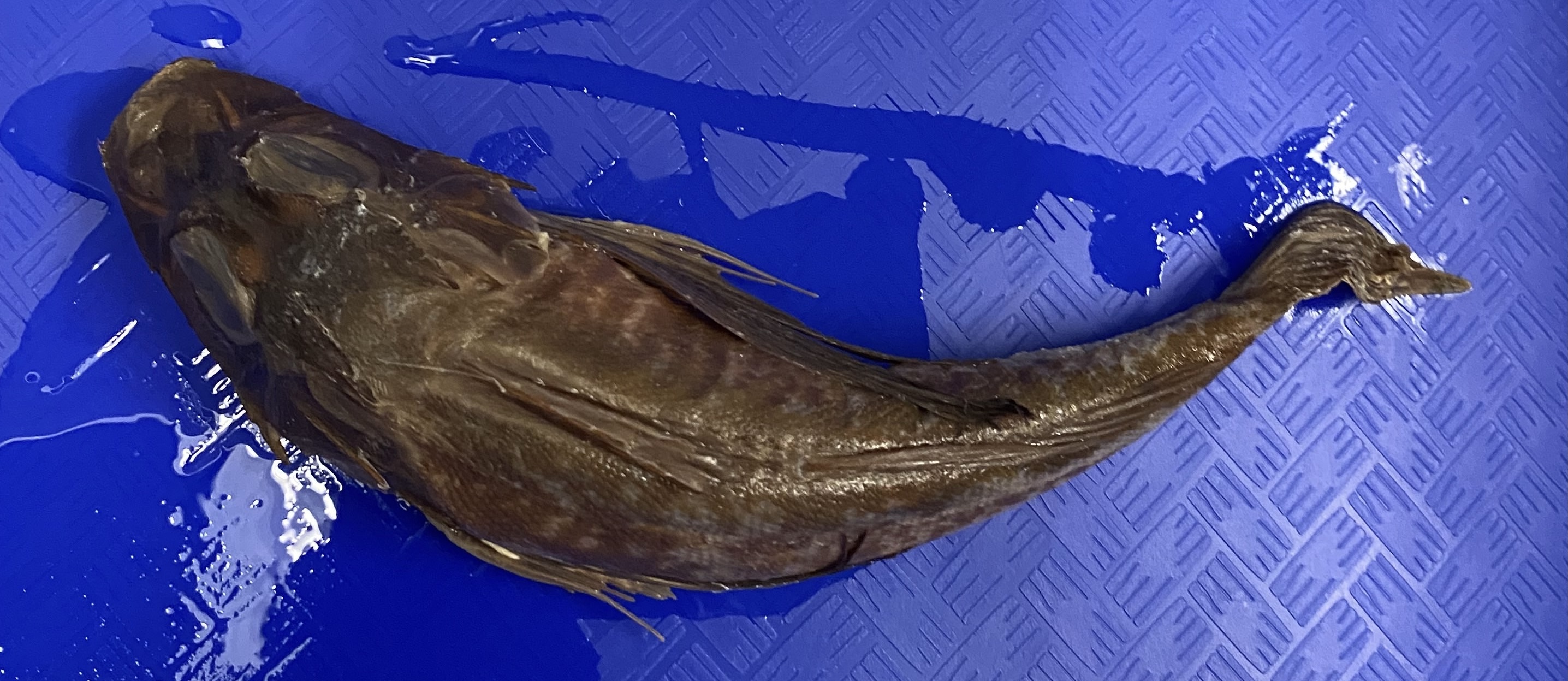 <p>Triglidae (sea robins, gurnards)</p>