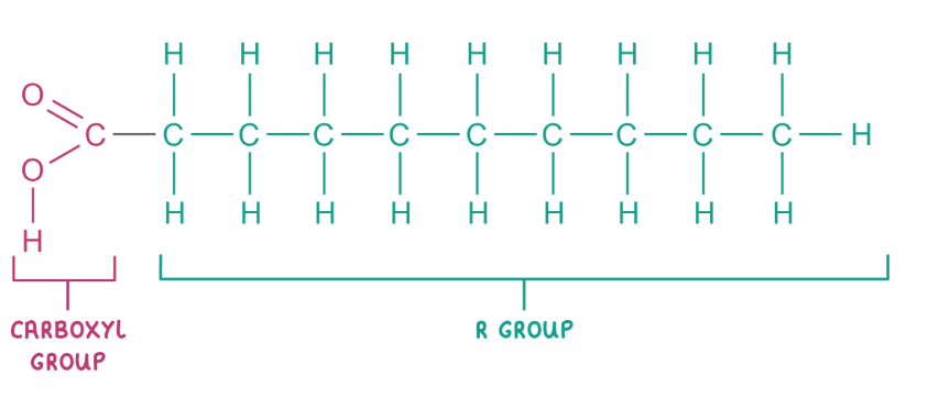 <p>the R group can be unsaturated or saturated </p>