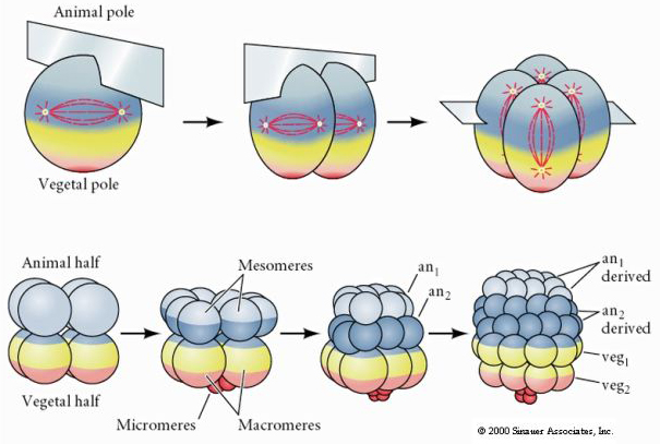 <ul><li><p>Micromeres, mesomeres, macromeres</p></li><li><p>The cells in the top half divide equally, but those in the bottom half divide unequally</p></li></ul>