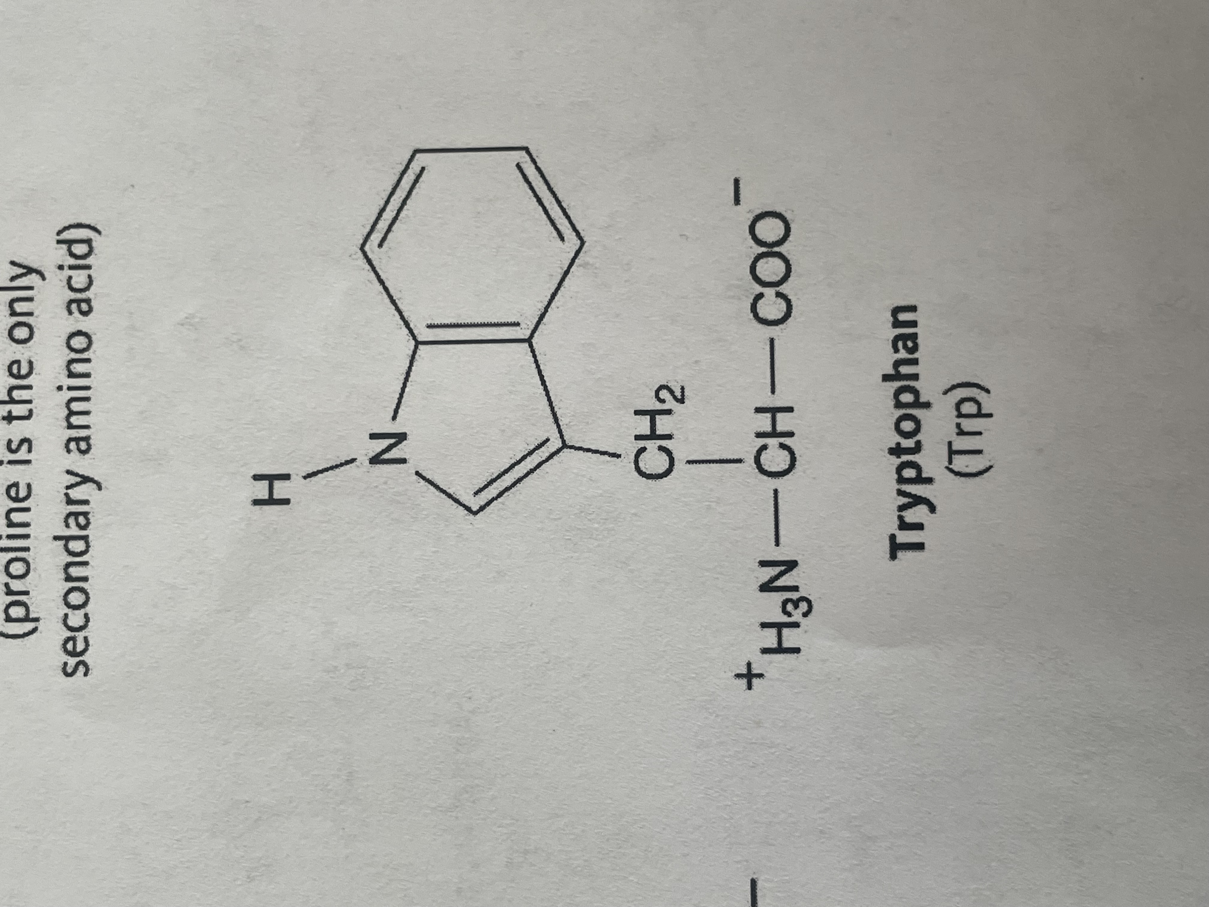 <p>non-polar (hydrophobic), aromatic amino acid </p>
