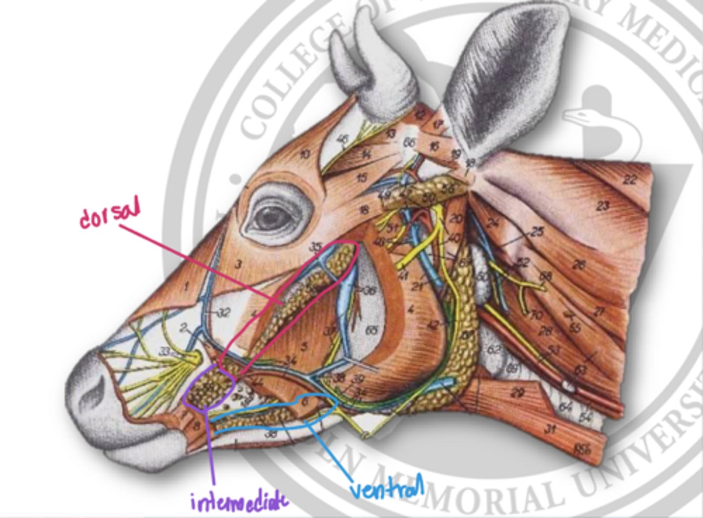 <p>what are the minor salivary glands in ruminants</p>
