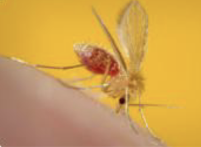 <p>What is this and what parasite does it transmit?</p>