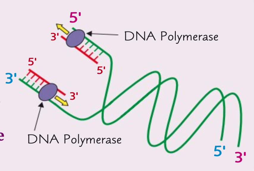 <p>DNA polymerase moves down the template strand in a 3' to 5' direction. Hence, the new strand is made in a 5' to 3' direction.</p>