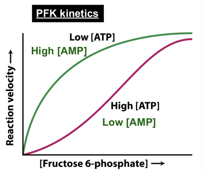 <p>PFK is a classical allosteric enzyme:</p><ul><li><p>Tetramer</p></li></ul><ul><li><p>Has 2 ATP binding sites</p></li></ul><ol><li><p>Active site→ high affinity</p></li><li><p>Allosteric binding site→ lower affinity</p></li></ol><p>High [AMP] and low [ATP]→ increases reaction velocity at lower [Fructose-6-phosphate] and is hyperbolic in shape</p><p>Low [AMP] and high [ATP]→ decreases reaction velocity at lower [Fructose-6-phosphate] and is sigmoidal in shape</p><p></p>