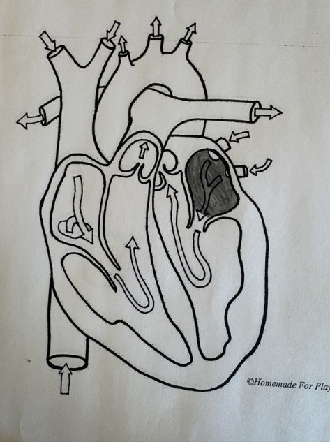 <ul><li><p>Receives oxygenated blood from the lungs</p></li></ul><p></p>