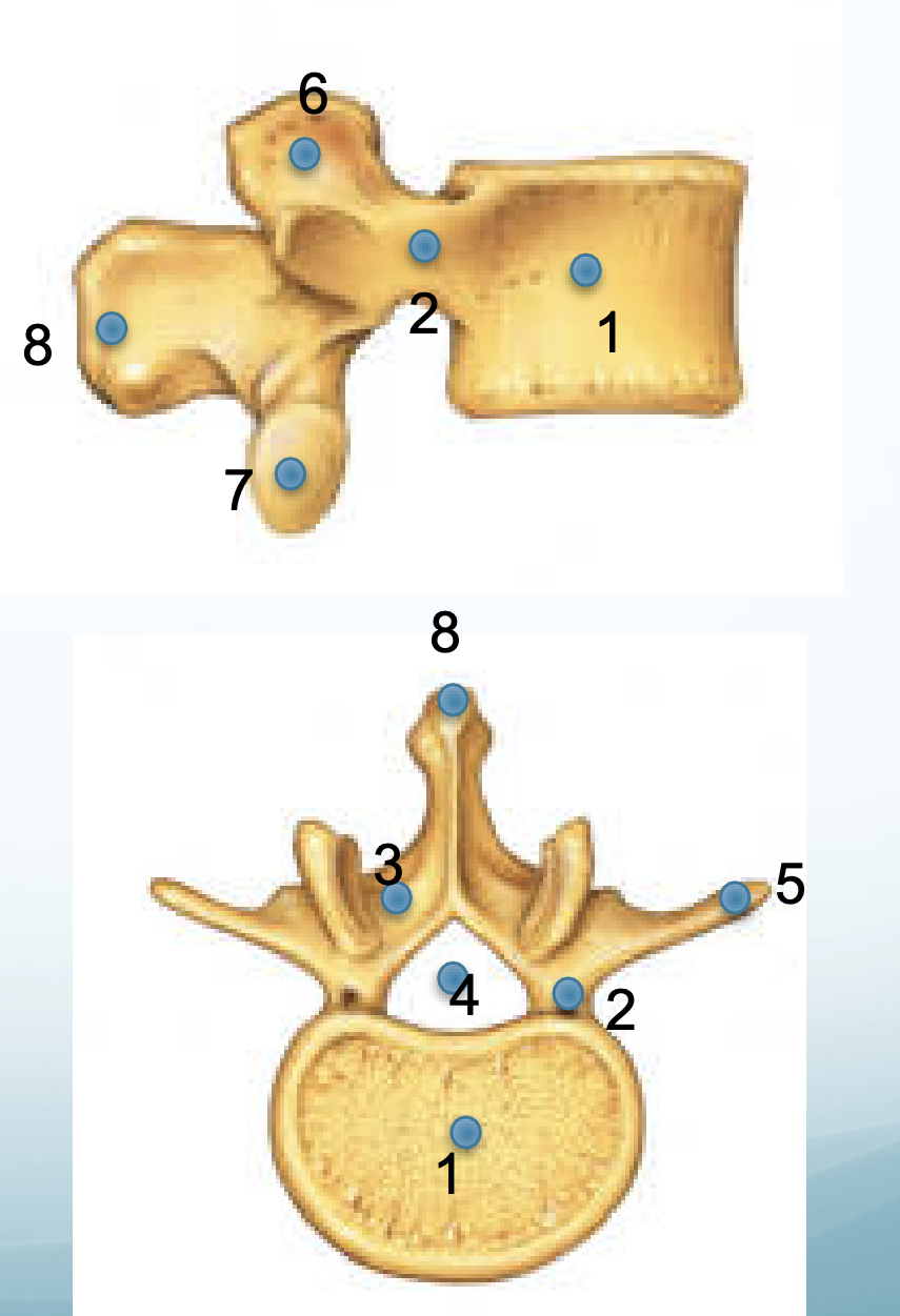 <p>what bone is this&nbsp;</p>