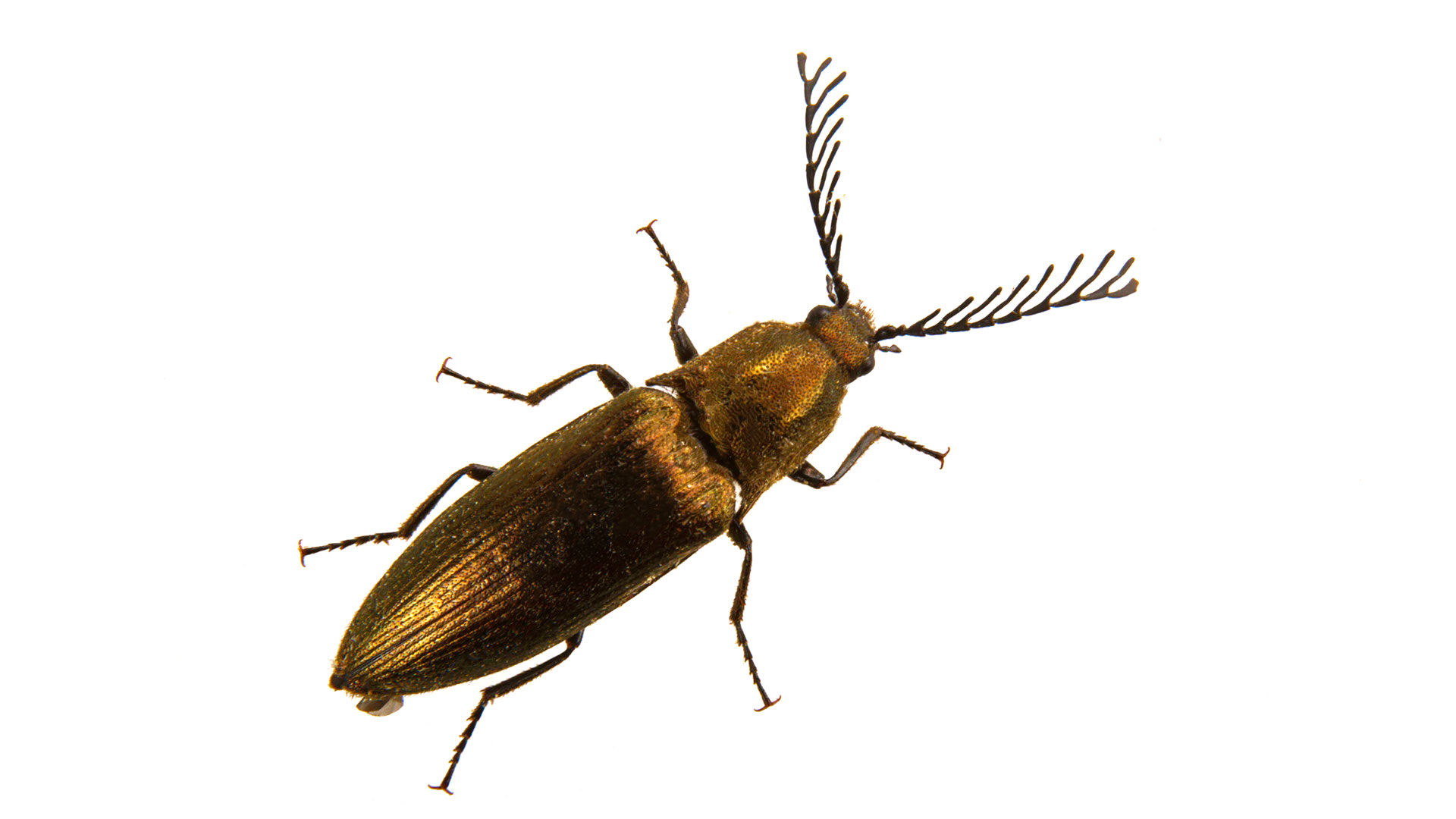 <p>Click beetles (kniptorren)</p>